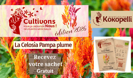 Échantillon Gratuit Sachet Graines Celosia Pampa Plume Association Kokopelli