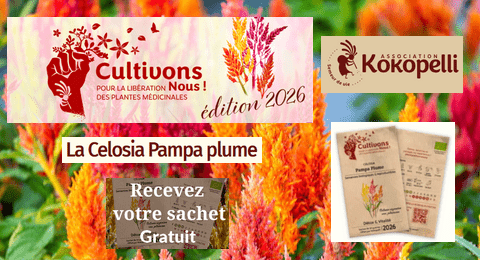 Échantillon Gratuit Sachet Graines Celosia Pampa Plume Association Kokopelli